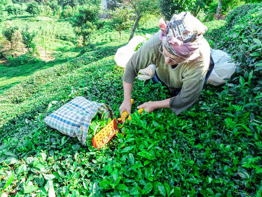 Women at the tea harvest, a hard work