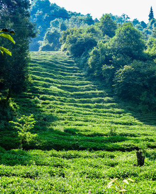 The coastal region is also known for its excellent tea