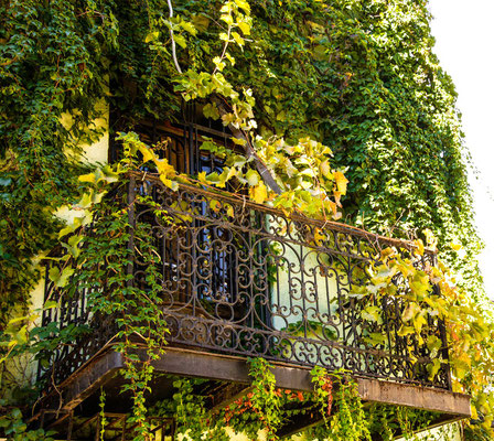 Romantic balcony shaded by ivy and vines