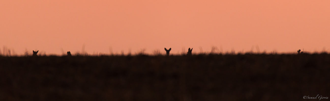 Curiosité au soleil couchant