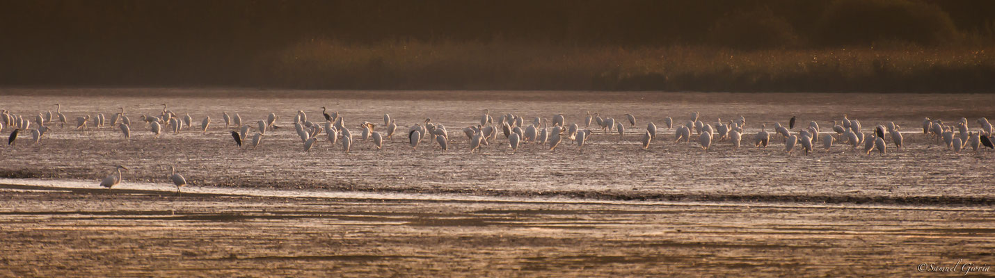 Champs d'aigrette 