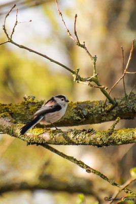 mésange à longue queue