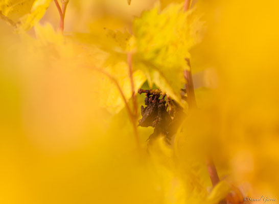 L'automne et la vigne