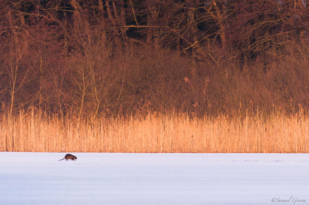 Sur la glace...Rat gondin