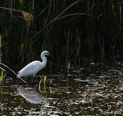 Aigrette au soleil couchant