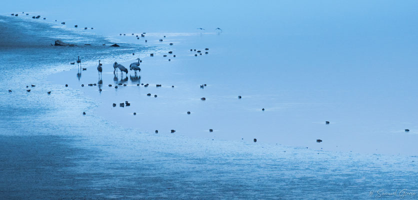 Grues cendrées au crépuscule