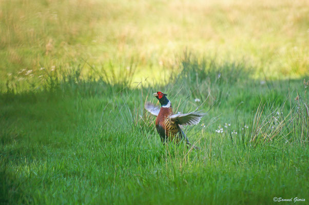 Coq faisans en parade