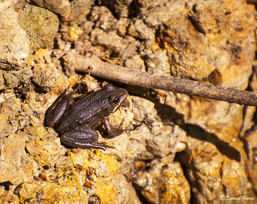 Grenouillette des bois