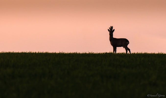 Silhouette