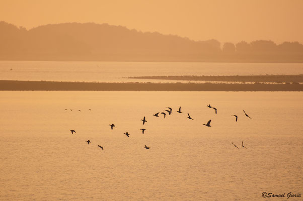 Vol de canards aux aurores!!