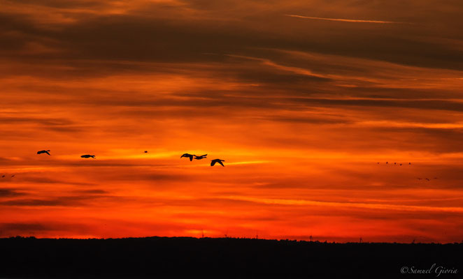 Quand les oies se mêlent aux grues !