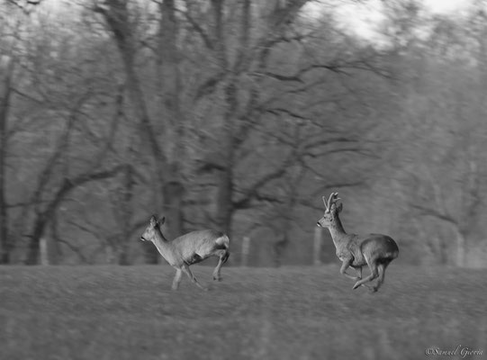 N&B brocard et sa chevrette