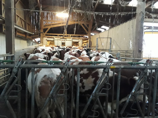 Les vaches font la queue pour la traite. Elles ont hâte.