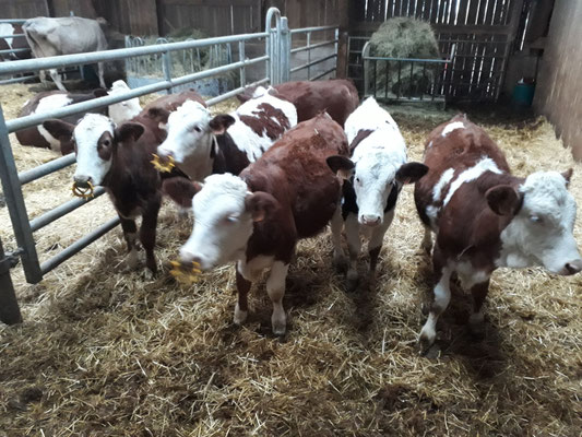 Les vaches Montbéliardes sont des vaches à lait.