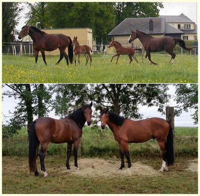 As foals and 2 years old