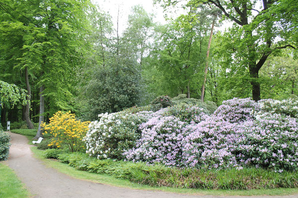 Rhododendronpark in Ribnitz-Damgarten