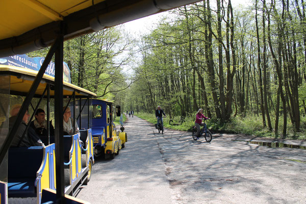 Darßbahn in Prerow