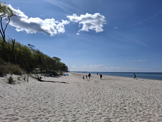 Am Weststrand auf dem Darss
