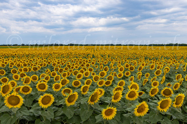 Sonnenblumen, Ungarn