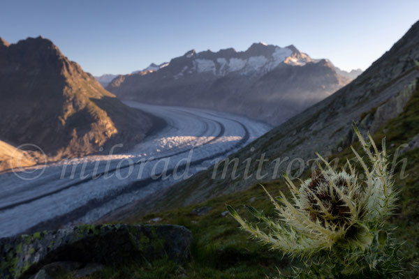 Aletschgletscher