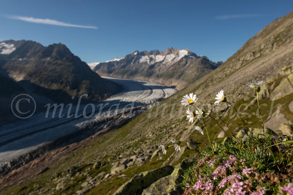 Aletschgletscher