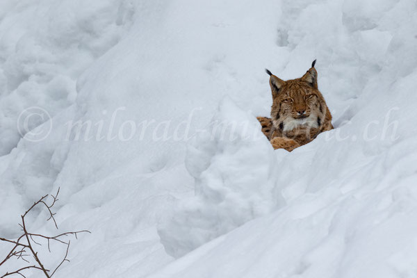 Luchs