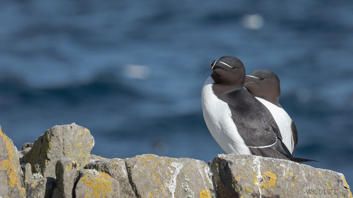 Tordalken, Isle of May