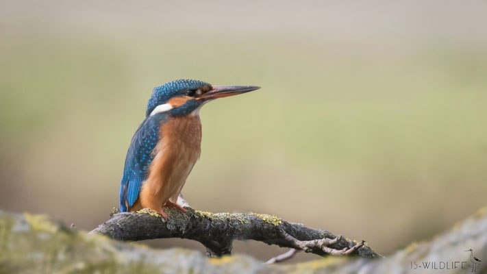 Eisvogel (Weibchen), Hannover, 03/2020