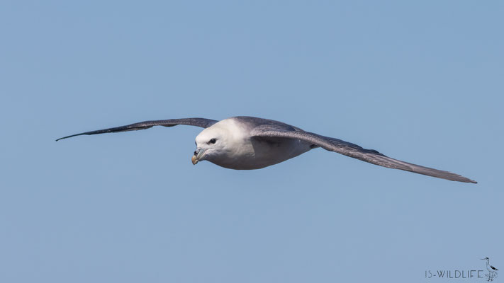 Eissturmvogel, Lewis and Harris