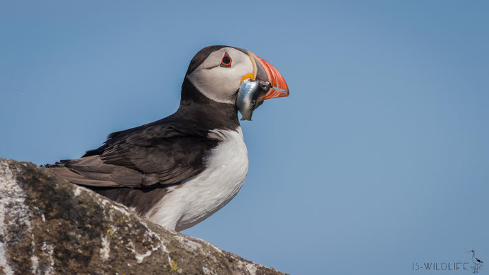 Papageientaucher, Isle of May