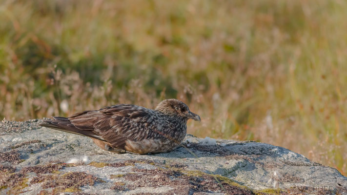 Große Raubmöwe (Skua), Runde (N), 08/2015