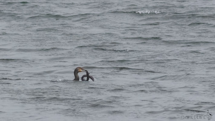 Kormoran, Loch Long