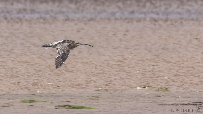 Großer Brachvogel, England (Lindisfarne National Nature Reserve), 07/2019