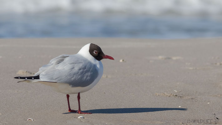 Lachmöwe,  Zingst, 04/2017