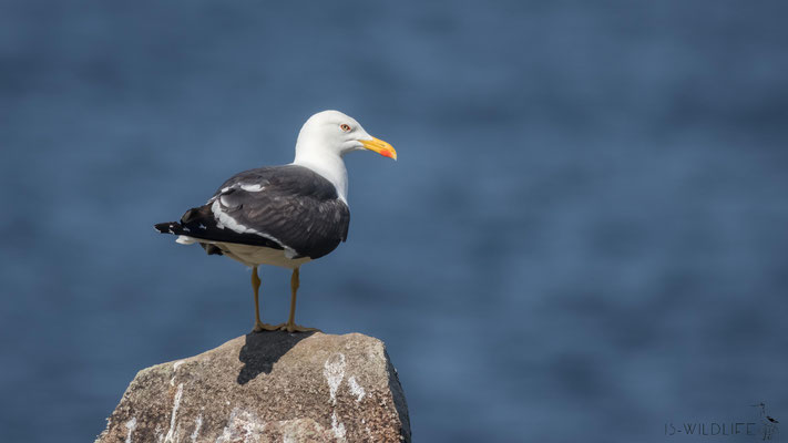 Heringsmöwe, Schottland (Isle of May), 07/2018