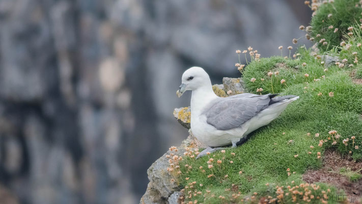 Eissturmvogel, Butt of Lewis