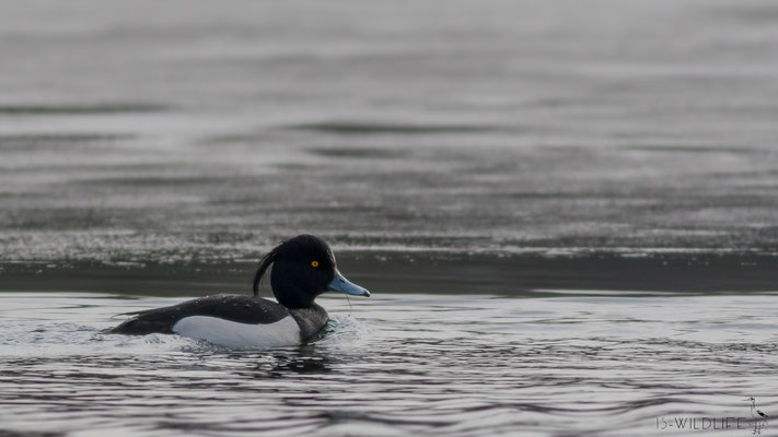 Reiherente (Erpel), Garbsen, 02/2015