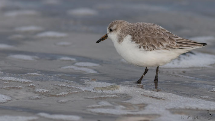 Sanderling, Helgoland, 02/2018