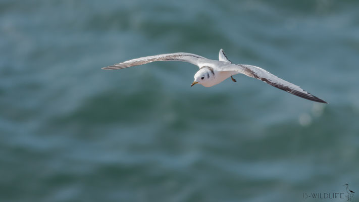 Dreizehenmöwe (Jungvogel), Helgoland, 03/2016