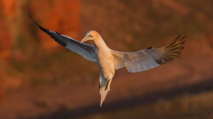 Basstölpel, Helgoland, 03/2016