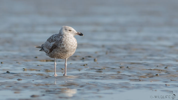 junge Silbermöwe, Büsum, 06/2014