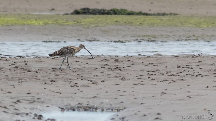 Großer Brachvogel, England (Lindisfarne National Nature Reserve), 07/2019