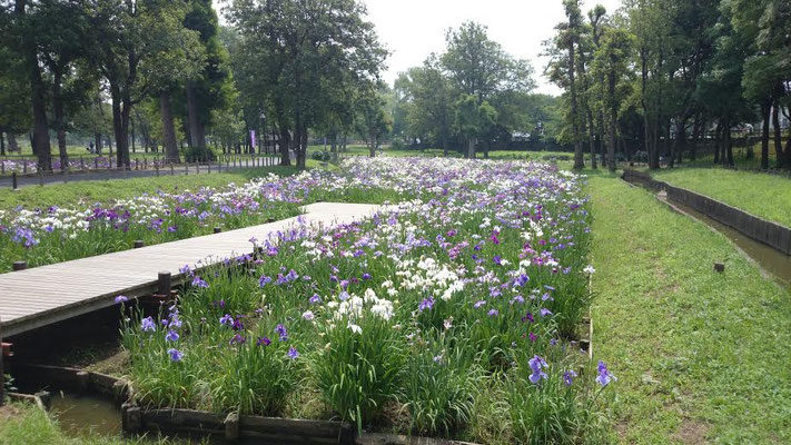 隣接する、都立・水元公園の花菖蒲
