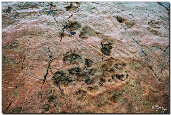 Empreintes de reptiles datant de 240 millons d'années