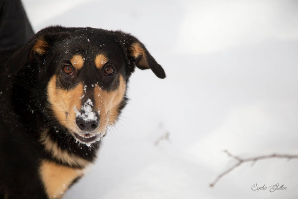 Chien dans la neige