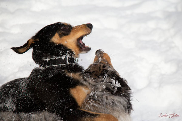 Chiens dans la neige