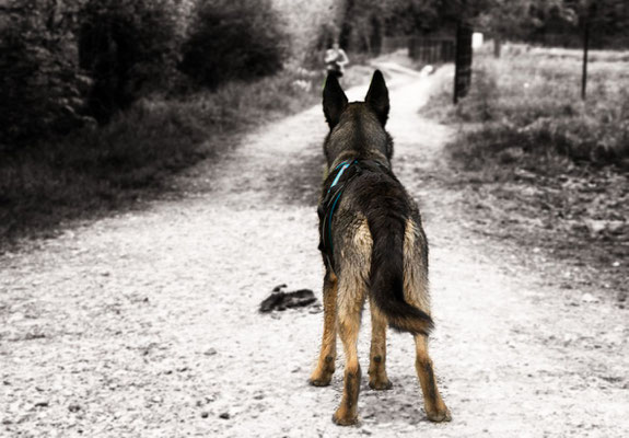 Chien Berger Allemand