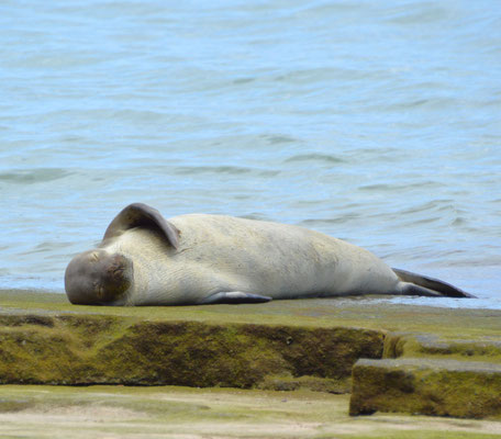 Hawaiianische Monk Seal - just hanging around
