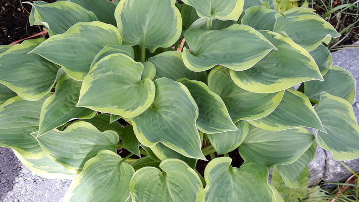 Hosta 'Valley's Chute The Chute' Hosta Hostafreund