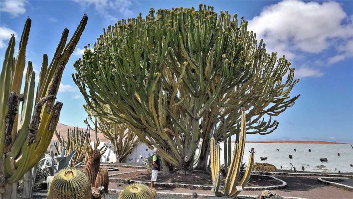 Vor allem die prächtigen, alten Euphorbia candelabrum fallen auf.